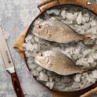 سمك قرقفان -Gurgfan