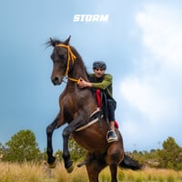 تجربة ركوب الخيل (محترف)