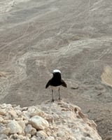 حافة العالم (رحلة يومية بسيارة 4X4 حتى 6 أشخاص)