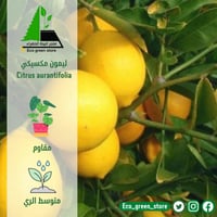 ليمون مكسيكي