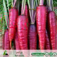 بذور جزر احمر