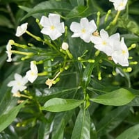 ياسمين تايلندي