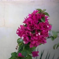 بكج الجهنميات - 6 أنواع من النباتات