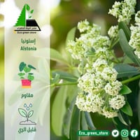 بكج اشجار الزينة المميزة