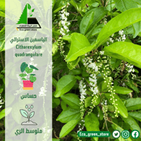 بكج الياسمينات