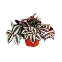 ترادسكانتيا