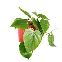 بكج النباتات الداخلية المميزة