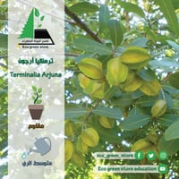 ترمناليا أرجون