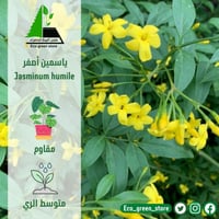 بكج الياسمينات