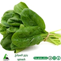 بذور السبانخ
