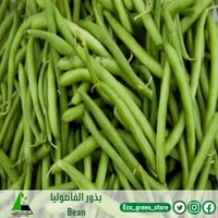 بذور الفاصوليا