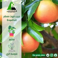 جريب فروت مطعم