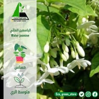 الياسمين المائي