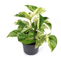 بكج النباتات الداخلية