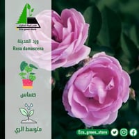 ورد المدينة