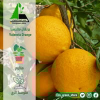 برتقال فالنسيا