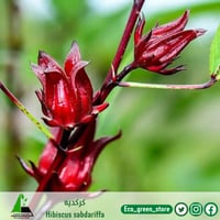 بذور كركديه