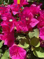 بكج الجهنميات - 6 أنواع من النباتات