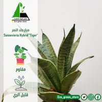 صبار جلد النمر