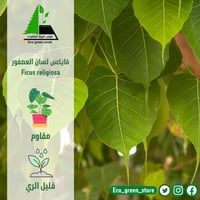 فايكس لسان العصفور