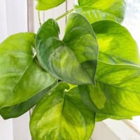 بكج النباتات الداخلية