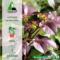 جاتروفا الزيت