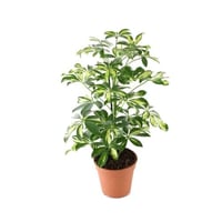 شفليرا مبرقشة