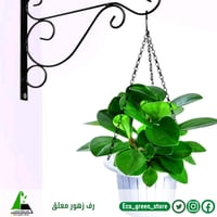 رف زهور معلق