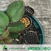 صندوق التسميد الذاتي
