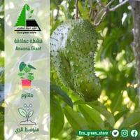 القشطة العملاقة