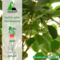 فيكس بنجامينا