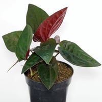 سينجونيوم السهم الأحمر