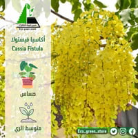 اكاسيا فيستولا