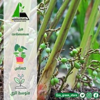 بكج الأشجار المثمرة المميزة