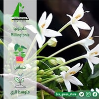 بكج اشجار الزينة المميزة