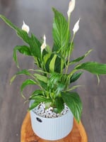 نبته انتوريوم ازهار بيضاء في حوض سراميك