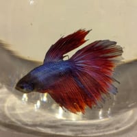 سمكه فايتر مع حوض دايري