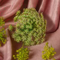 تستر قوتشي بلوم اكوا دي فيوري - أو دي تواليت (نسائ...