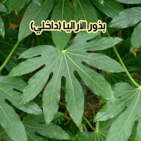 بذور أراليا