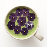 12 قطعة من نبتة اكسيلسو