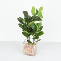 شجر صناعي بمركن زجاج ارتفاع38سم