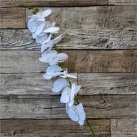 زهرة القمر اوركيد ابيض ملمس طبيعي