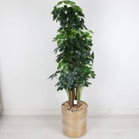 شجرة صناعي بمركن ذهبي 5 فروع ارتفاع 150 سم