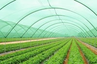 شبك ظل أخضر 2*50متر 140 جرام 70%