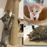 حبال خيش طبيعي 1 مل 180 جرام