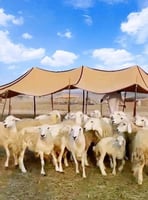 مظله بيت غنم شبك صيني 70 % 3 طبقات