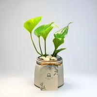 نبتة بوتس في مركن سيراميك