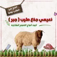 خروف نعيمي بلدي جذع جبر – 30 إلى 33 كجم