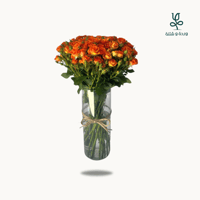 بيبي روز اورنج