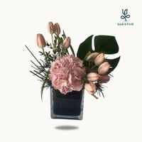 فازة التوليب